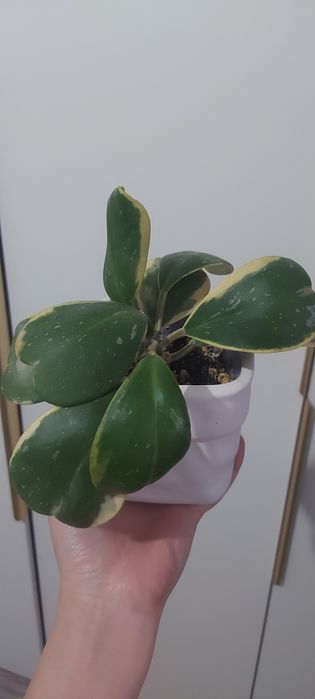 Распродаю коллекцию хоий