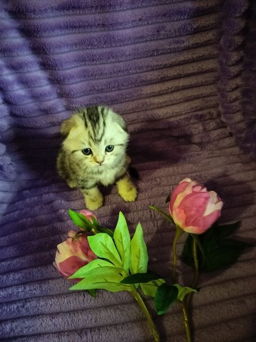 Вязка. Котик ждёт дам.