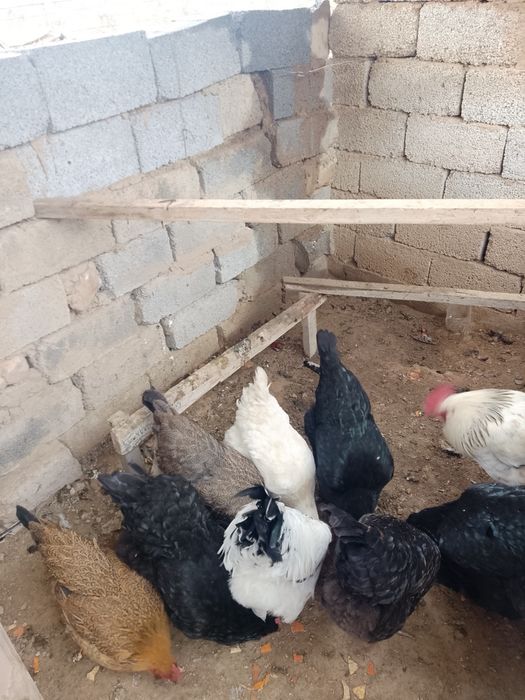 Бройлер тауктар.куры