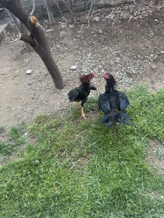 Дакан кораз туляк сатылады