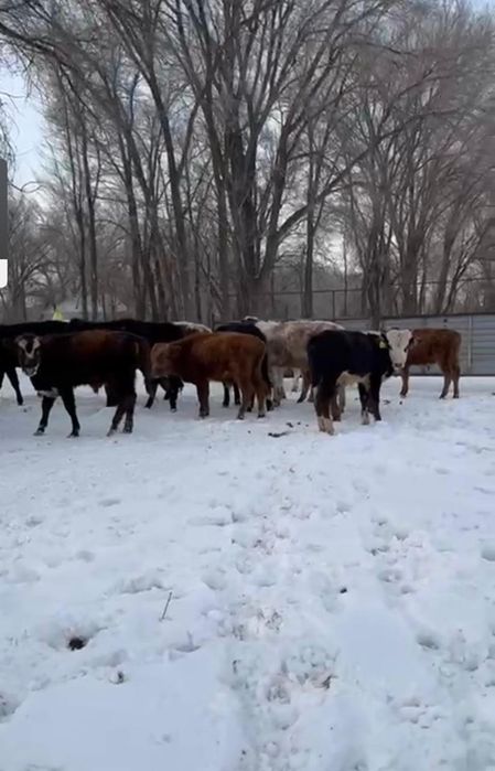 Продам бычков срочно Букалар сатамын