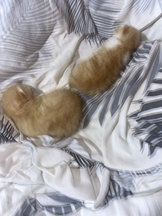 Котят отдам даром