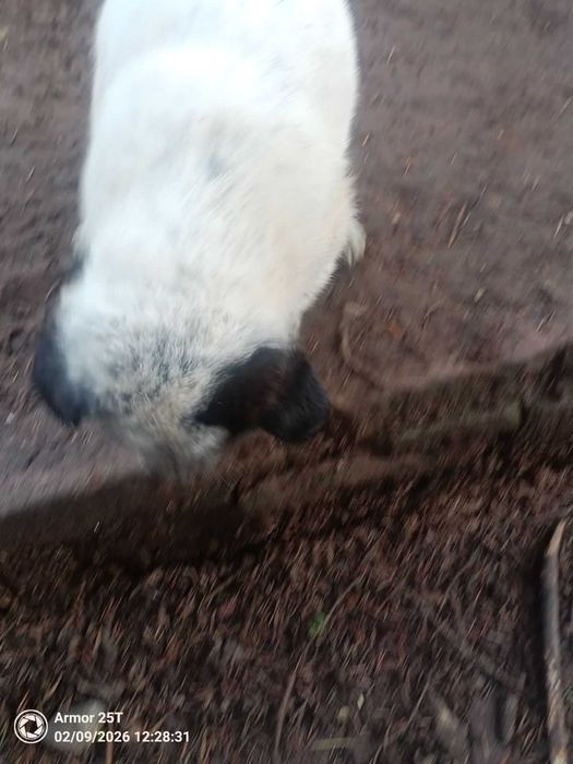 Подарява се кученце