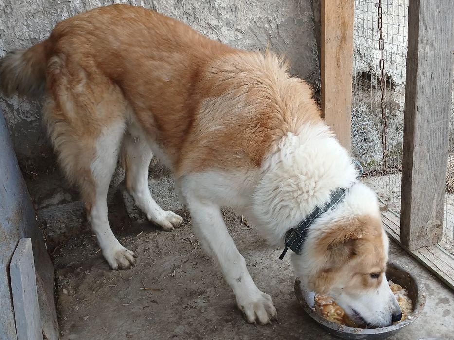 Alabay kuchugi sotiladi. Eng arzoni bizda!