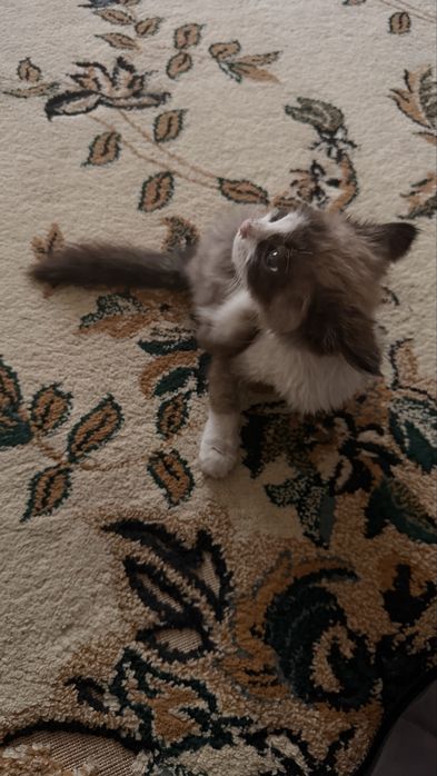 Котенок,бесплатно
