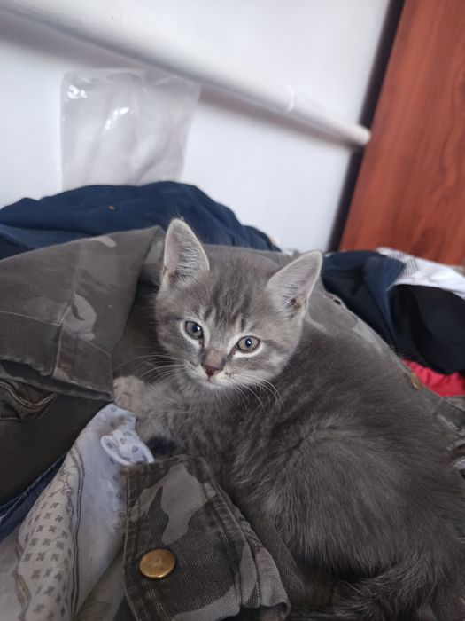 Отдам в добрые руки котят