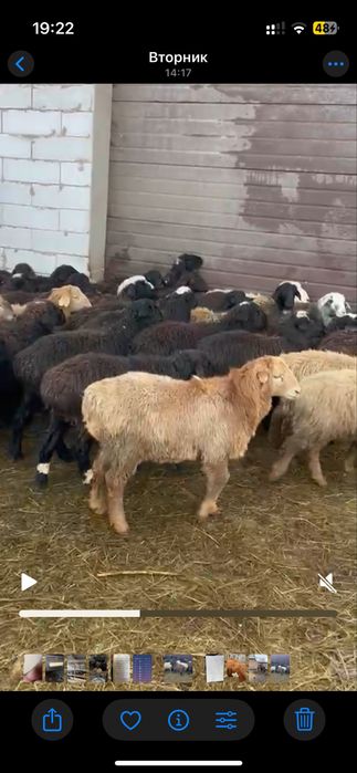 Продам сек токты оптом100бас