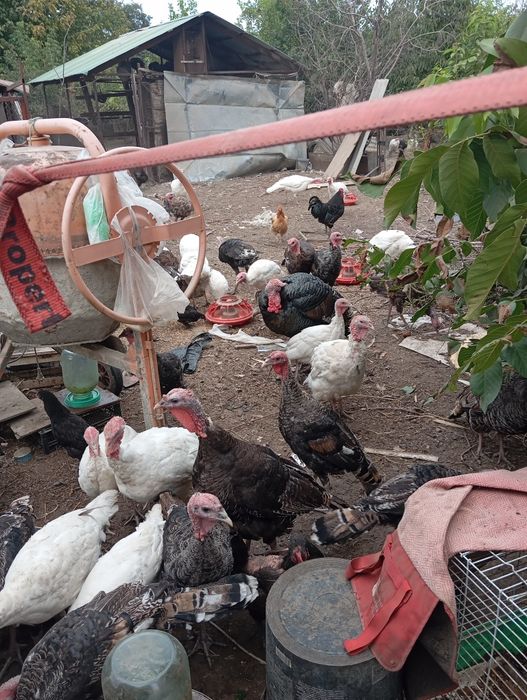 Продам индюшат июнь этого года