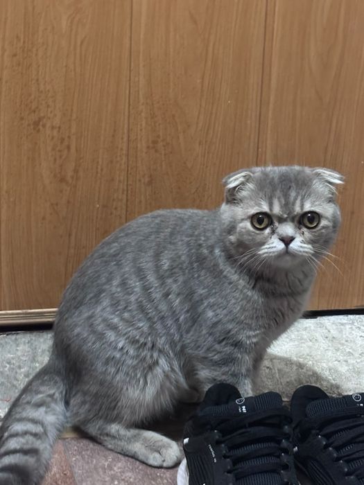 Продаётся очаровательный шотландский вислоухий котик! + Всё приданое в