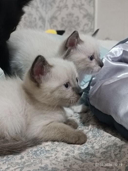 Раздаю котят в добрые руки