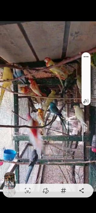 Papagali Rosella, Cîntători, kakariki,