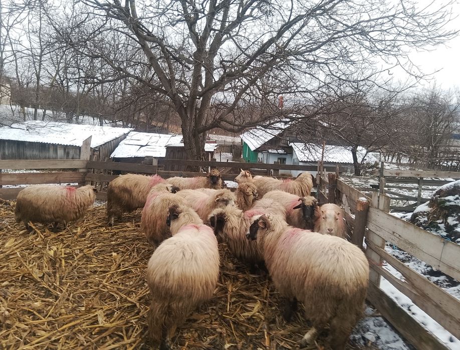 Vând 10 oi și 1 berbec!