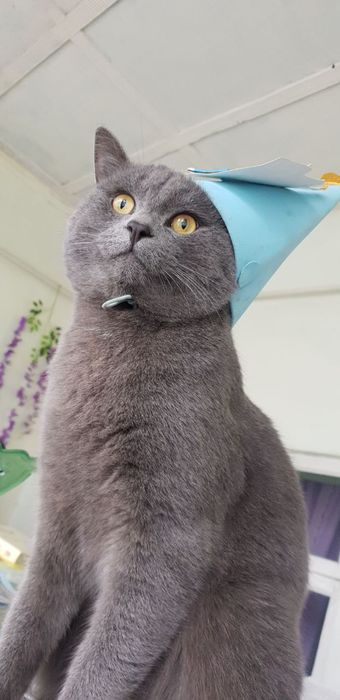 zotdor mushuk skottish stright sotiladi