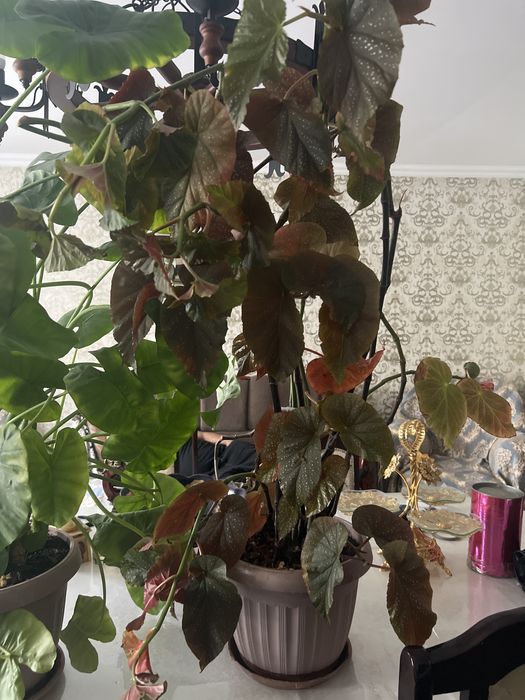 Продам домашние цветы