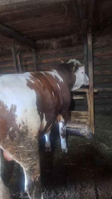 Бычок 1,5 года. Продам