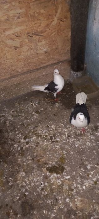 Jucatori de vânzare