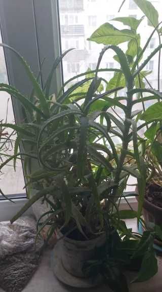 Алоя растения лечебное