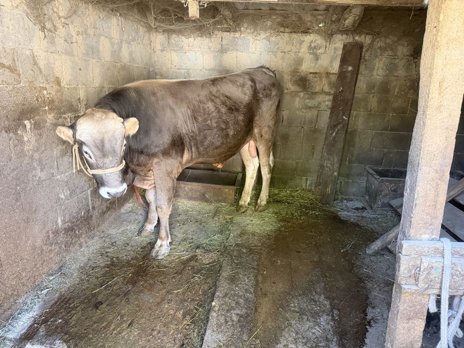 Продам бычка племенного Алатау