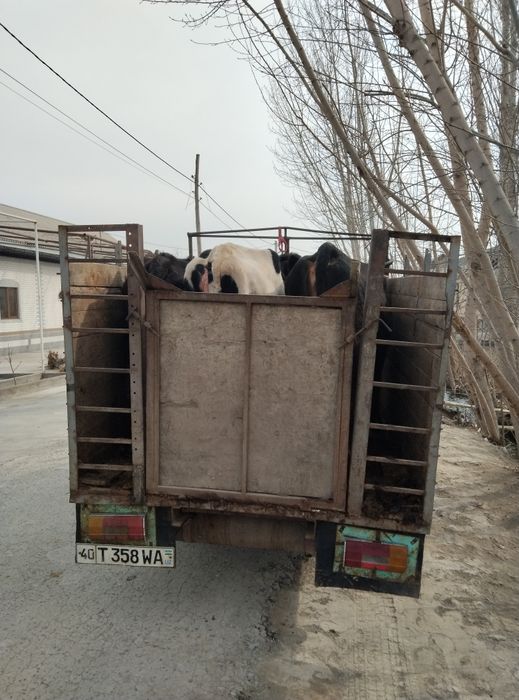 Jac sotiladi xolati yaxshi starix mator qilingan barter bor