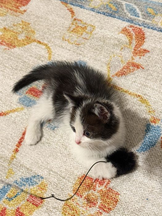 Котенок ищет себе семью