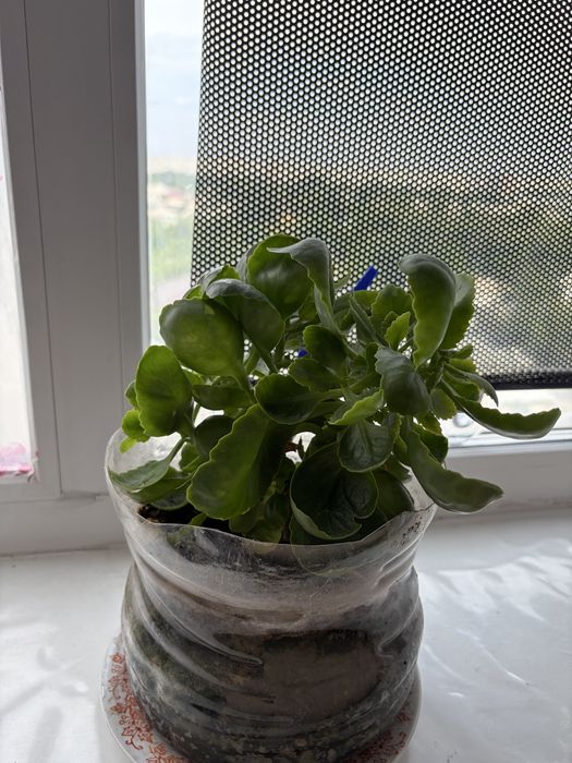 Продам цветы для дома
