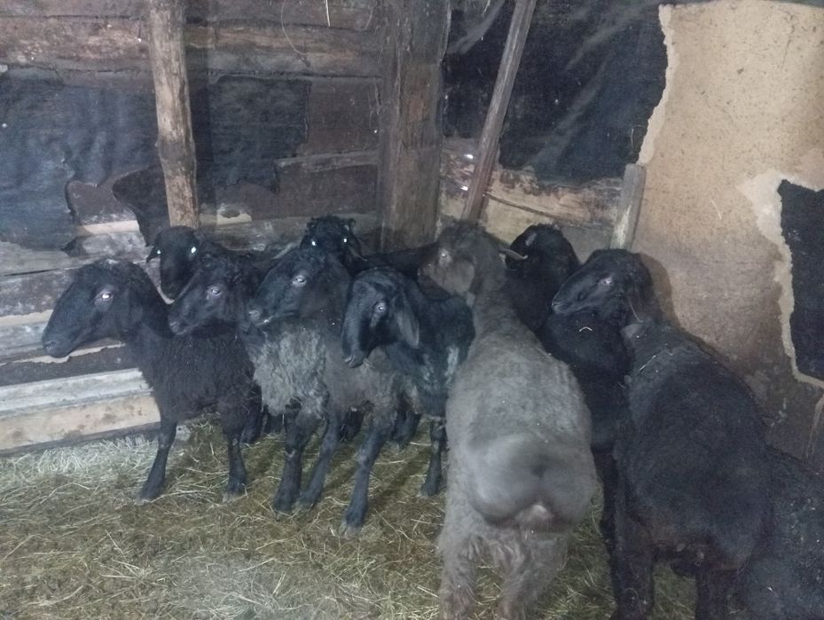 Қошқарлар 1жасар ,7бас