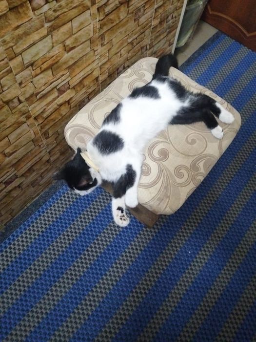 Отдам котёнка мальчик