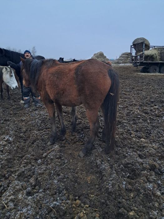 Лошади кобылы продаются