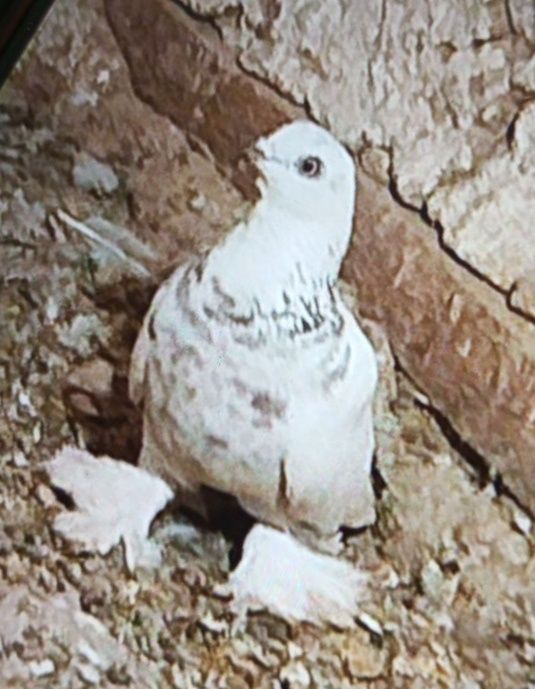 Кабутар ГОЛУБИ , кафтар , куш