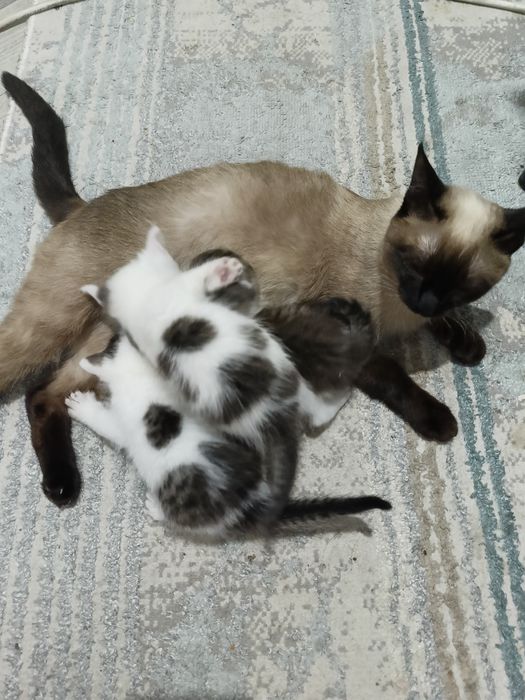 Отдам даром котёнки