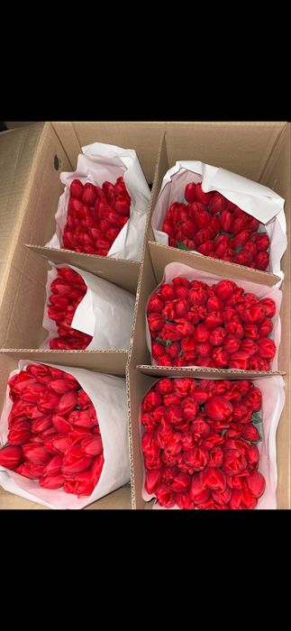 Свежие тюльпаны Шымкент продаются пачками