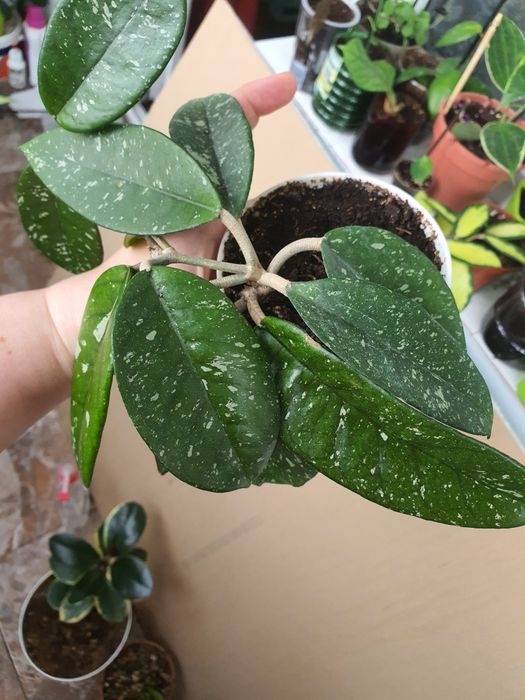 Hoya Dasyantha Splash,