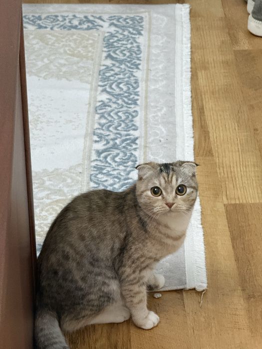 Продам кошку штланкп
