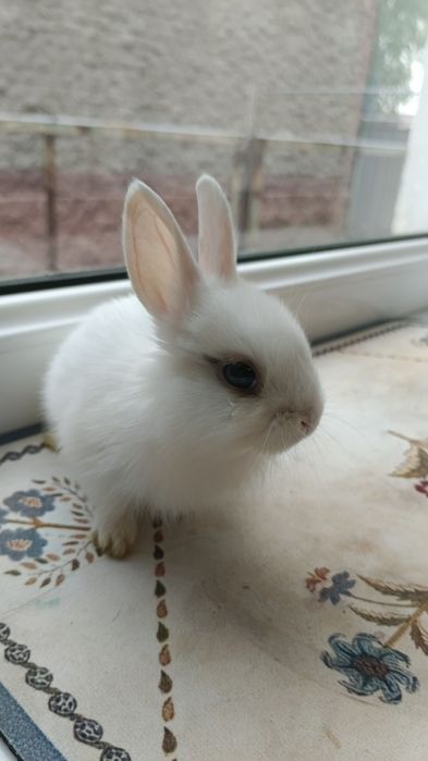 Крольчата декоративные