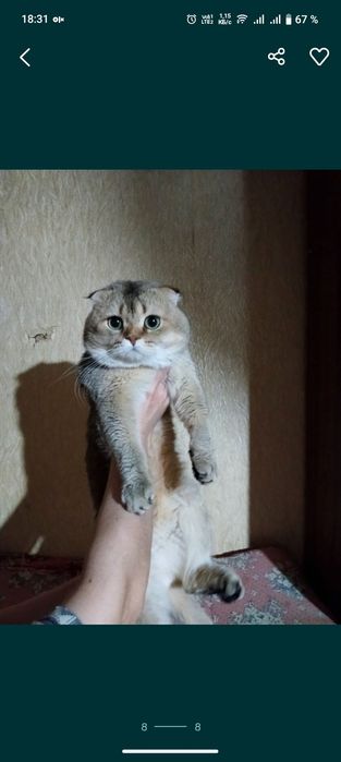 Продаются британская золотая шиншила
