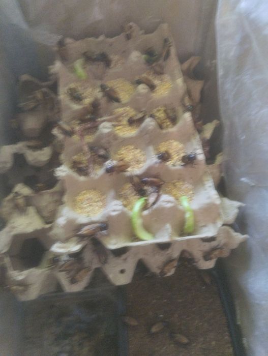 Сверчки.кора чигиркалар.