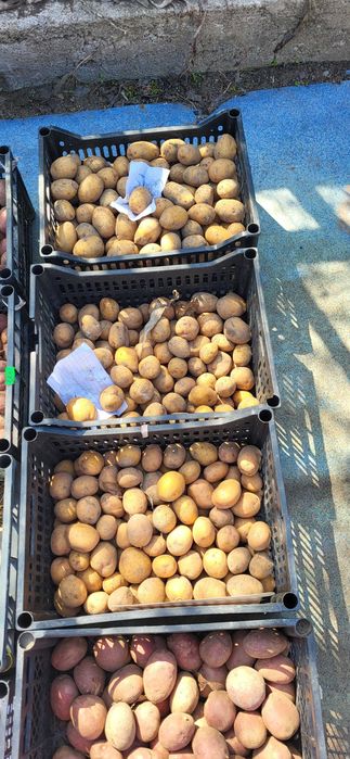 Продаю дачный картофель.