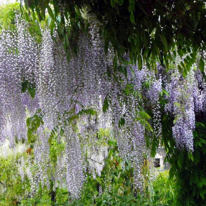 Mana Maicii Domnului parfumata Glicina wisteria