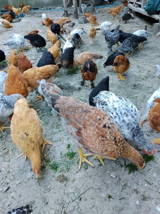 Puicuțe de vânzare Prahova