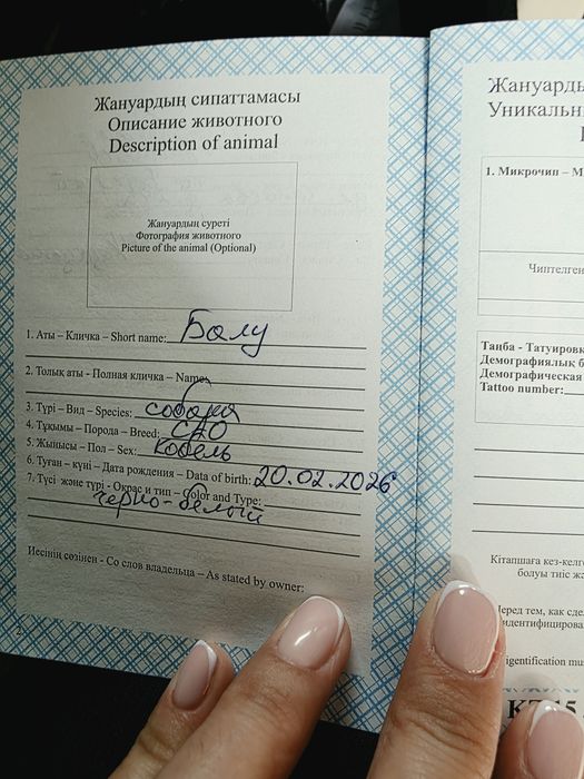 Продам САО щенка девочка