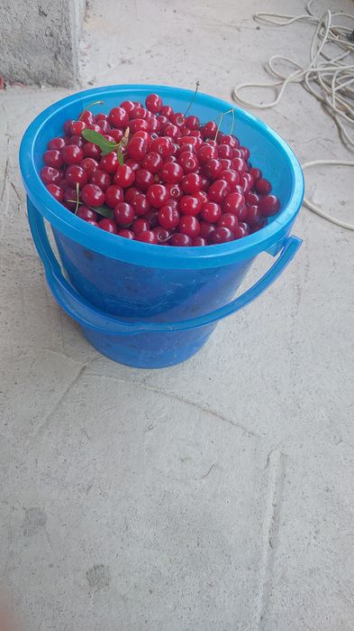 Вишня продаётся .