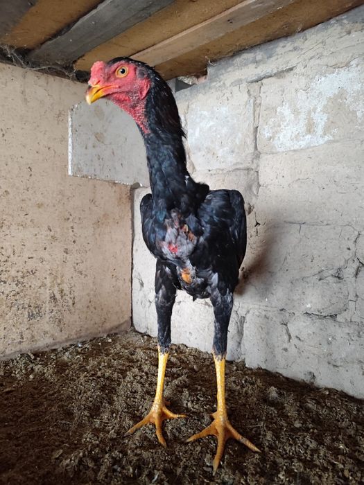 Дакан қораз дакан