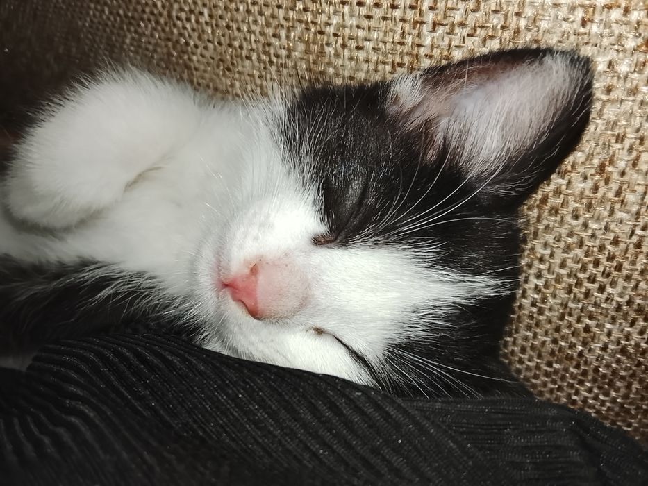 Кошка прадаются.