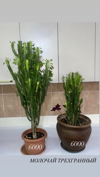 комнатные растения