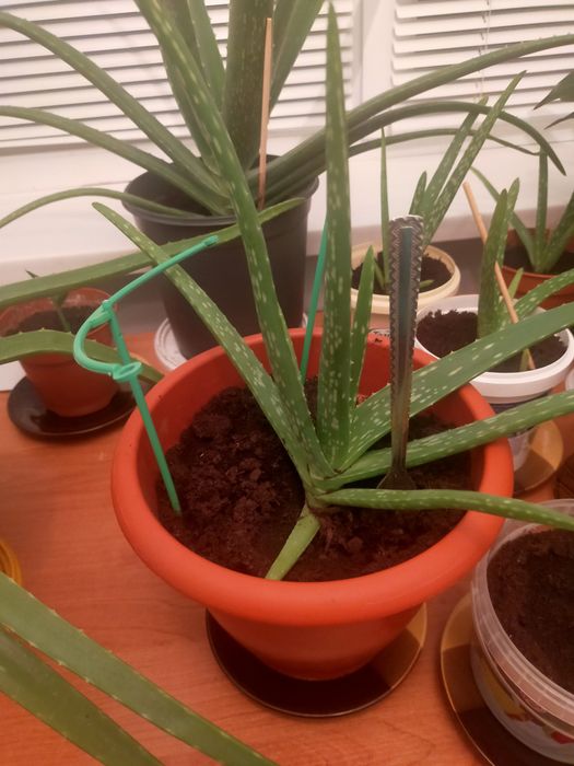 Алоэ вера лечебный