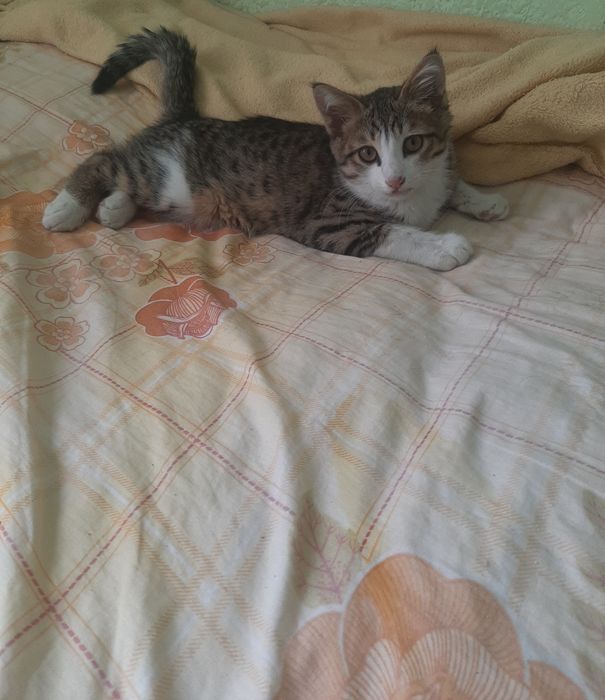 Отдадим котят в добрые руки