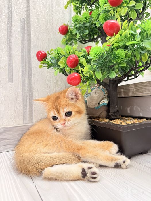 На продаже котенок девочка
