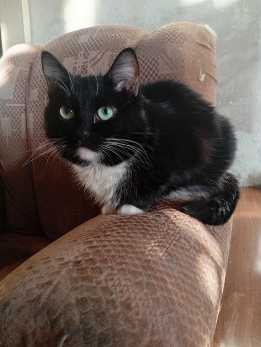 Ласковая кошечка ищет дом...