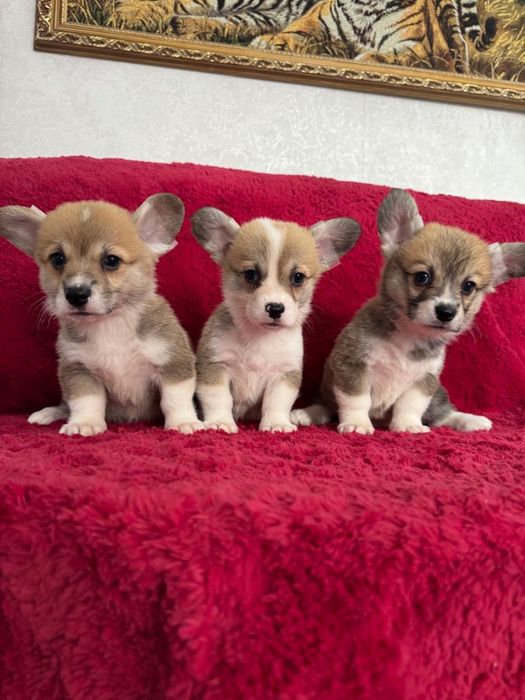 Шикарные малыши вельш корги