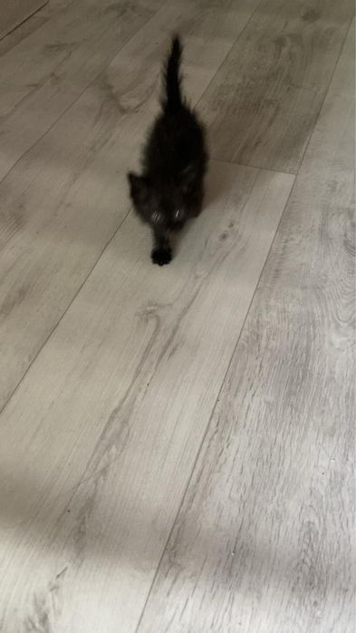Котенок мальчик ищет хороших хозяев